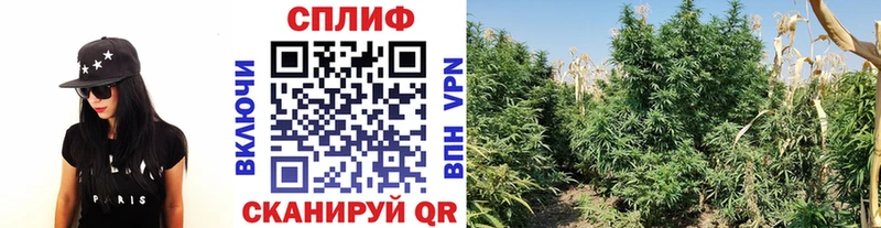 KRAKEN зеркало  сколько стоит  Радужный  Конопля семена 